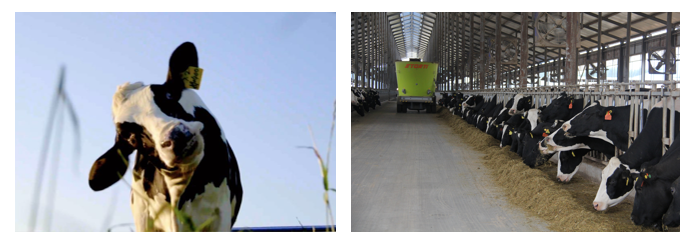 花花牛丨每天一杯奶，幸福健康喝出來?。?！