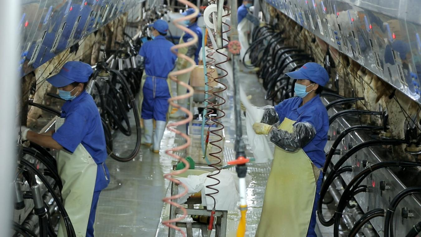 花花牛丨河南農(nóng)業(yè)大學(xué)黨委副書記、校長(zhǎng)介曉磊一行蒞臨花花牛河南瑞亞參觀調(diào)研