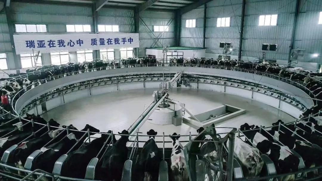 花花牛丨國家奶牛產業(yè)技術體系首席科學家、中國農業(yè)大學教授李勝利一行蒞臨花花牛魯山瑞亞參觀調研