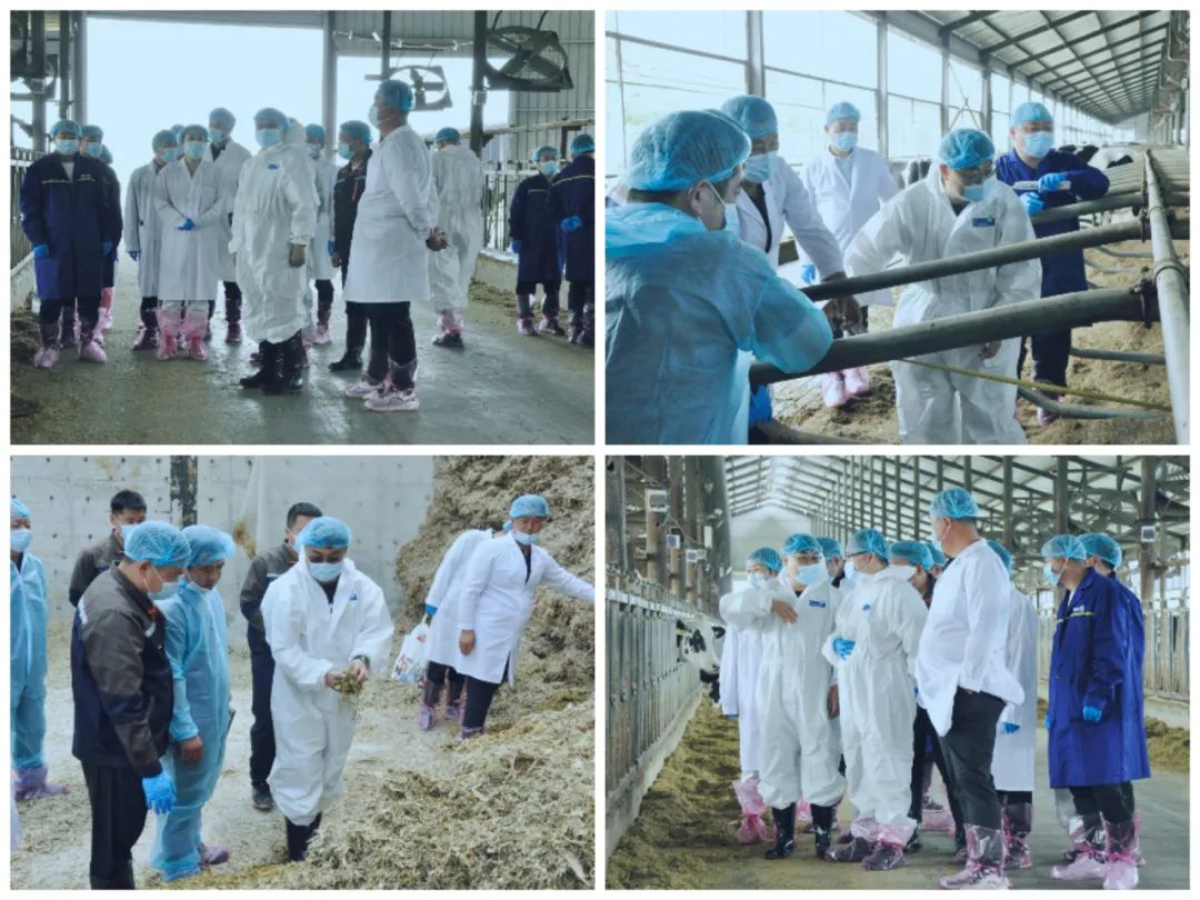 花花牛丨國家奶牛產業(yè)技術體系首席科學家、中國農業(yè)大學教授李勝利一行蒞臨花花牛魯山瑞亞參觀調研